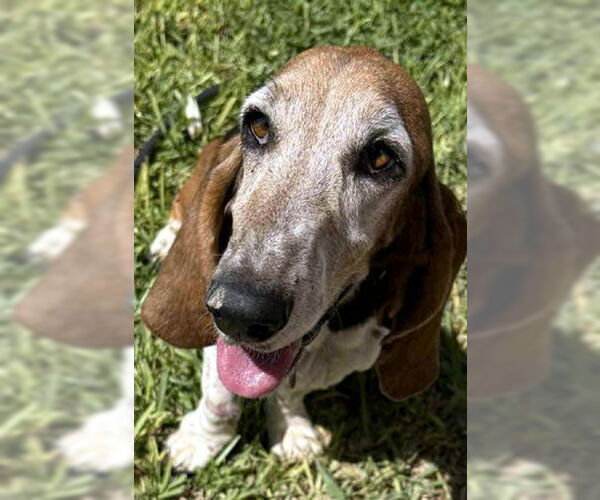 Medium Photo #7 Basset Hound Puppy For Sale in Deepwater, NJ, USA