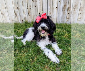 Poodle (Standard)-Unknown Mix Dogs for adoption in Sandy, UT, USA