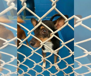 Amos - Male Chihuahua-Unknown Mix Dog for Adoption - Photo #2