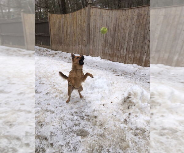 Medium Photo #3 - Mix Puppy For Sale in East Derry, NH, USA