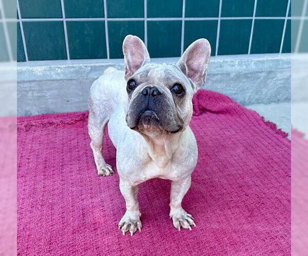 Medium Photo #2 French Bulldog Puppy For Sale in Rancho Cucamonga, CA, USA
