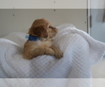Small Photo #2 Goldendoodle Puppy For Sale in DAYTON, OH, USA