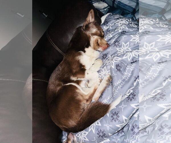 Medium Photo #2 Siberian Husky Puppy For Sale in Cedar Crest, NM, USA