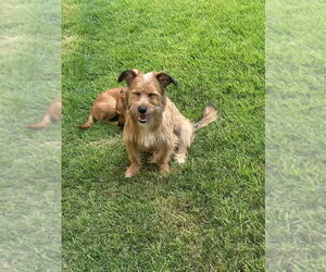 Mutt Dogs for adoption in FRAMINGHAM, MA, USA