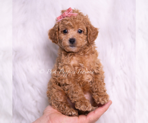 Medium Poodle (Miniature)