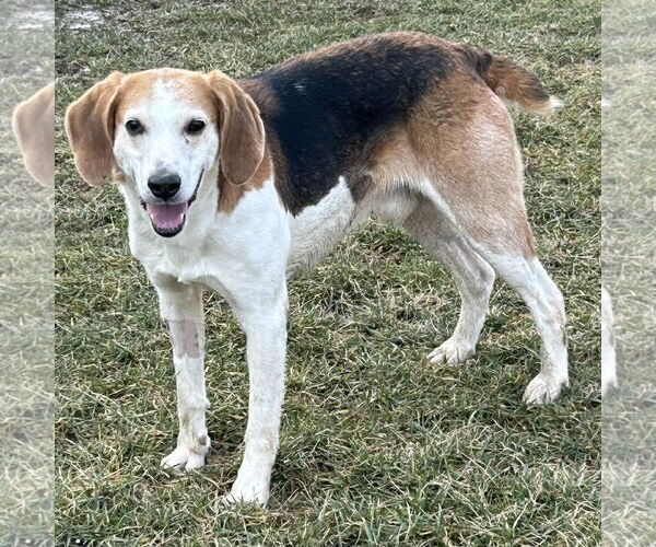 Medium Photo #3 American Foxhound-Beagle Mix Puppy For Sale in Batavia, OH, USA