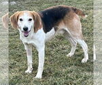 Small #2 American Foxhound-Beagle Mix