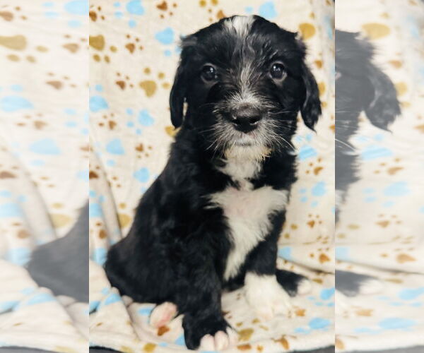 Medium Photo #3 Neapolitan Mastiff-Old English Sheepdog Mix Puppy For Sale in Marina Del Rey, CA, USA