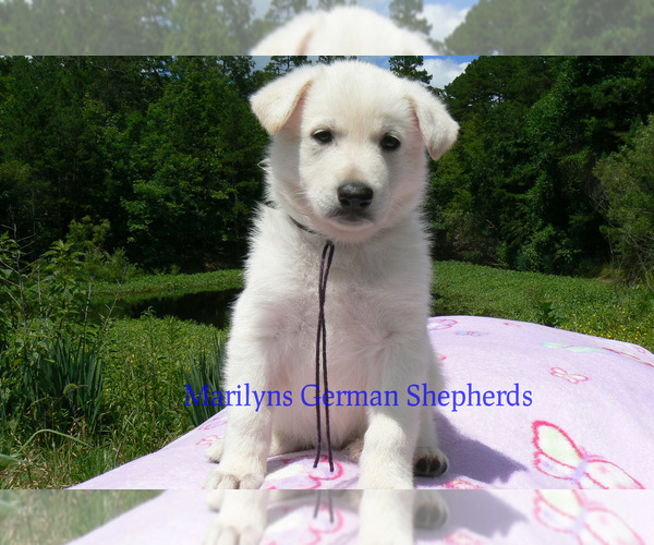 Medium Photo #4 German Shepherd Dog Puppy For Sale in PIEDMONT, MO, USA