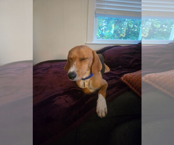 Medium Photo #9 Mutt Puppy For Sale in Oakhurst, NJ, USA