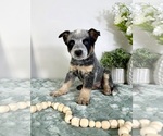 Small #3 Australian Cattle Dog