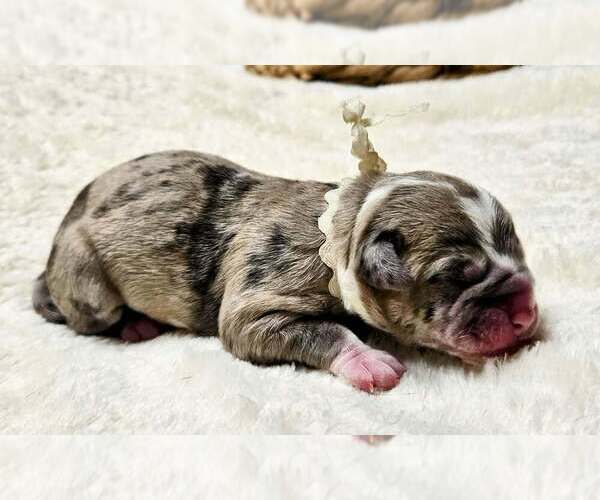 Medium Photo #2 Alapaha Blue Blood Bulldog Puppy For Sale in SHELOCTA, PA, USA