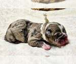 Small Photo #21 Alapaha Blue Blood Bulldog Puppy For Sale in SHELOCTA, PA, USA