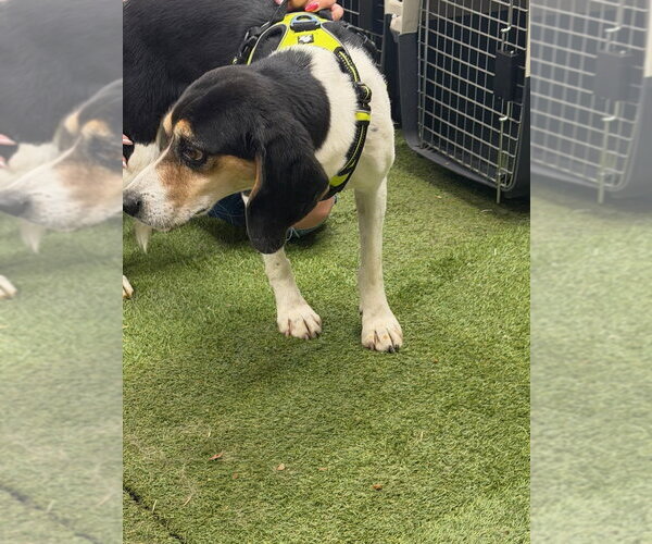 Medium Photo #2 Beagle-Unknown Mix Puppy For Sale in Calgary, Alberta, Canada