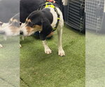 Small #1 Beagle Mix