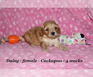 Cock-A-Poo Puppy for sale in CLARKRANGE, TN, USA