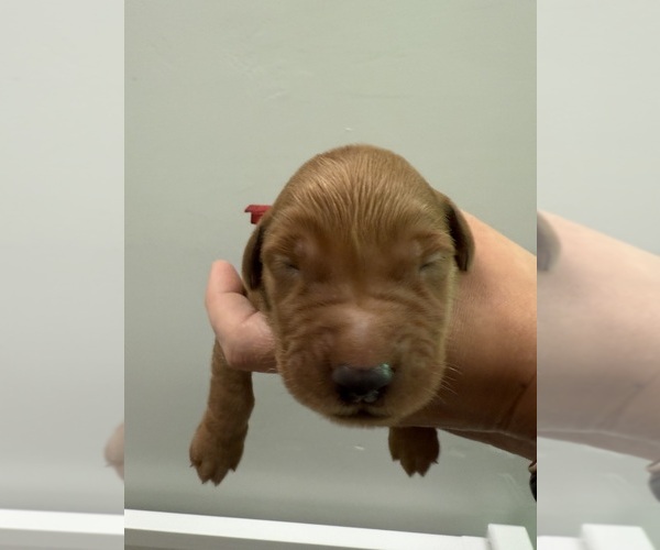 Medium Photo #2 Golden Retriever Puppy For Sale in SHINGLE SPRINGS, CA, USA