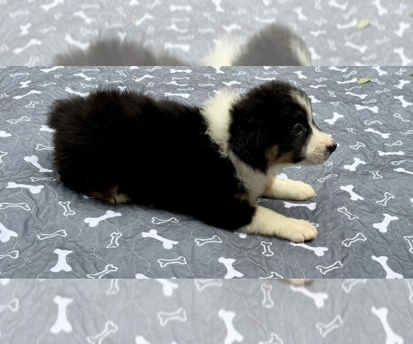 Medium Photo #3 Australian Shepherd Puppy For Sale in SALISBURY, NC, USA