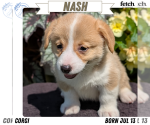 Medium Pembroke Welsh Corgi