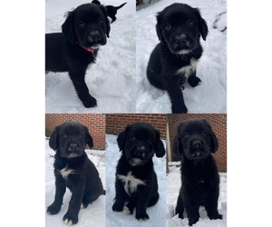 Spangold Retriever Puppy for sale in CHESAPEAKE, VA, USA