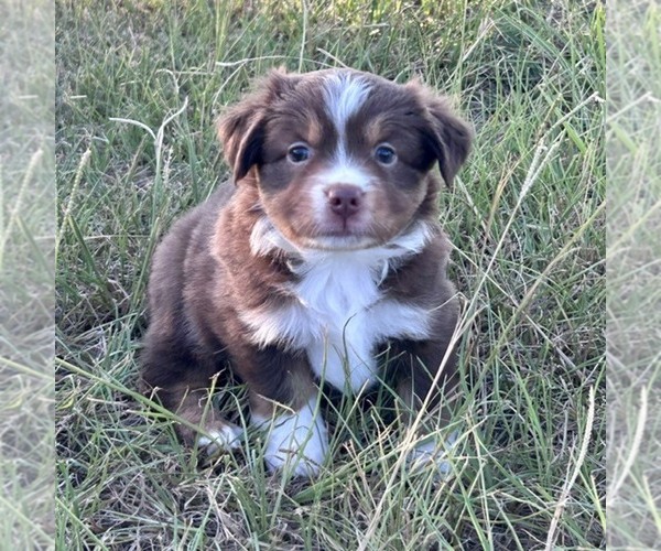 Medium Photo #1 Miniature American Shepherd Puppy For Sale in CANTON, TX, USA