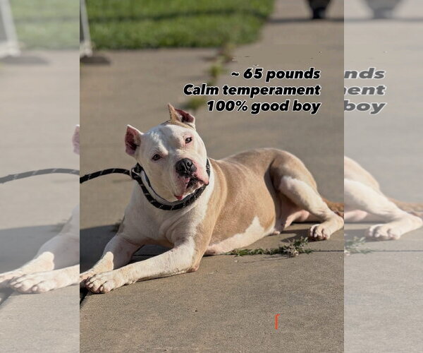 Medium Photo #1 American Pit Bull Terrier-Unknown Mix Puppy For Sale in Rockaway, NJ, USA