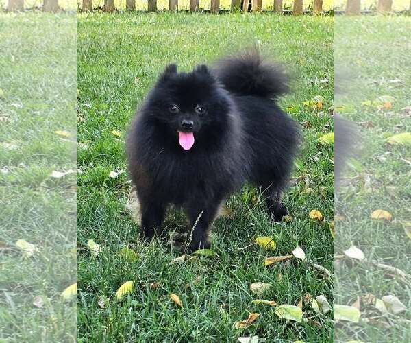 Medium Photo #3 Pomeranian Puppy For Sale in Lebanon, PA, USA