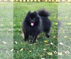 Kai - Male Pomeranian Dog for Adoption - Photo #3