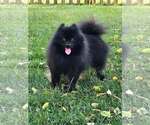Small #2 Pomeranian