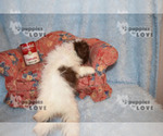 Small Photo #5 Poodle (Toy) Puppy For Sale in SANGER, TX, USA