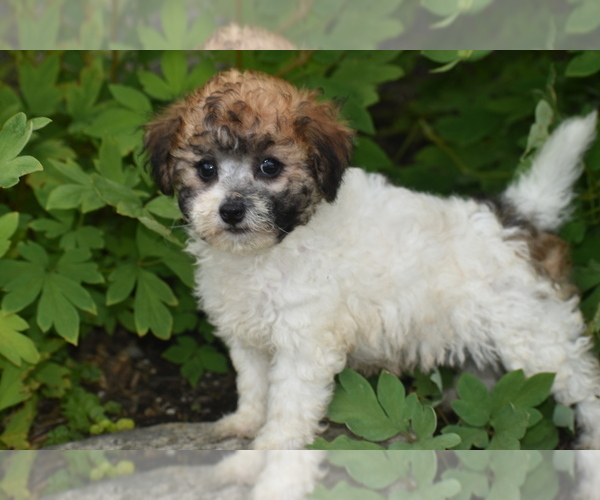 Medium Photo #3 Bichpoo Puppy For Sale in ELDORADO, OH, USA