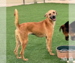 Small #2 Saluki Mix