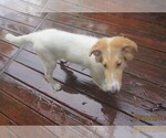 Small Photo #12 Collie Puppy For Sale in WILMINGTON, NC, USA