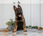 Puppy Hope German Shepherd Dog