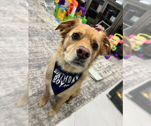 Tucker * - Male Labrador Retriever-Unknown Mix Dog for Adoption - Photo #2