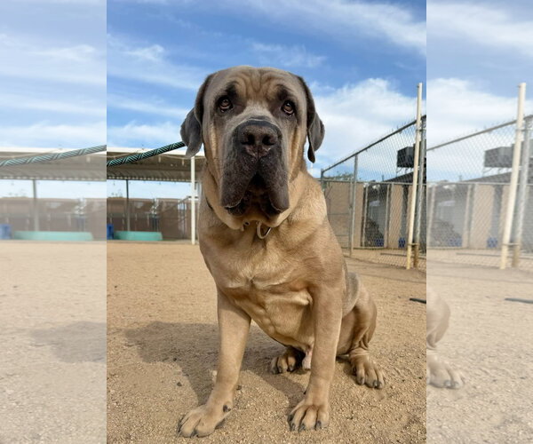 Medium Photo #2 Mutt Puppy For Sale in Goodyear, AZ, USA