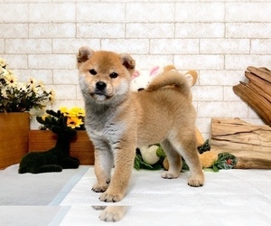 Shiba Inu Puppy for sale in LAS VEGAS, NV, USA