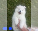 Puppy 1 Samoyed