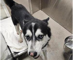 Siberian Husky Dogs for adoption in Denver, CO, USA