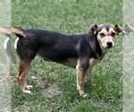 Small #3 Dachshund Mix