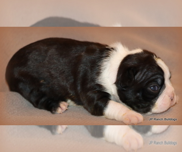 Medium Photo #12 Boston Terrier Puppy For Sale in WINNSBORO, TX, USA