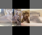 Small Photo #1 Weimaraner Puppy For Sale in CANDLER, NC, USA