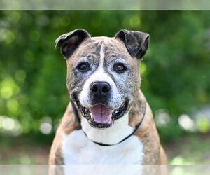 Black Mouth Cur Dogs for adoption in Tavares, FL, USA