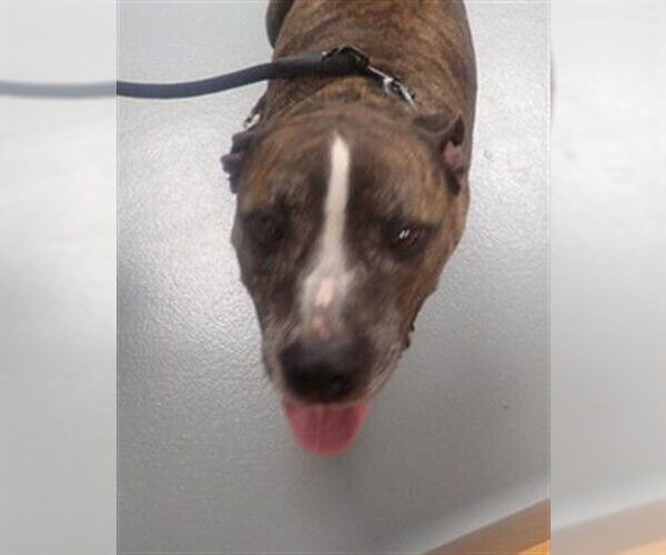 Medium Photo #2 Mutt Puppy For Sale in St. Cloud, FL, USA