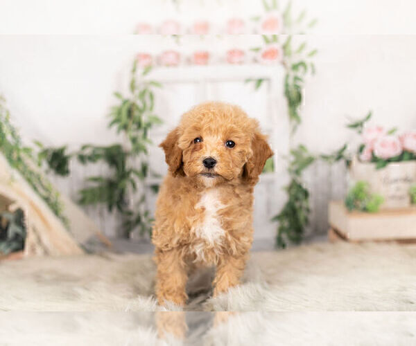 Medium Photo #6 Goldendoodle-Poodle (Miniature) Mix Puppy For Sale in WARSAW, IN, USA