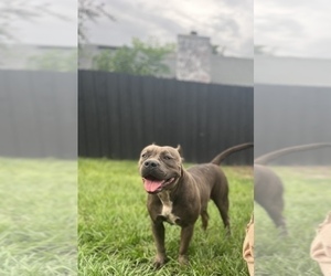 Father of the American Bully puppies born on 05/07/2026
