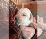 Small Photo #7 Labrador Retriever Puppy For Sale in HUDSON, CO, USA