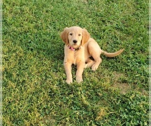Golden Retriever Puppy for Sale in FAYETTEVILLE, Tennessee USA
