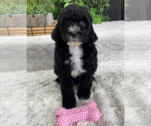 Miniature Bernedoodle Puppy for sale in GREENFIELD, IN, USA