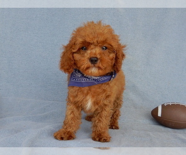 Medium Photo #3 Cavapoo Puppy For Sale in MILLERSBURG, OH, USA